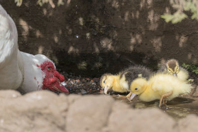 Close-up of young birds