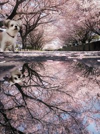 View of a dog on bare tree