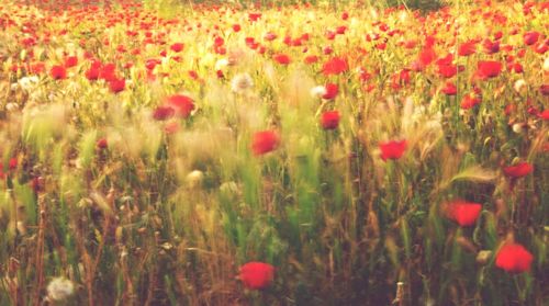 Red poppy flowers in field