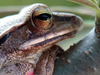 Close-up of frog