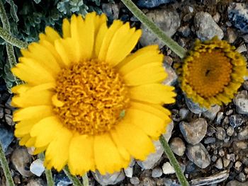 Close-up of yellow flower