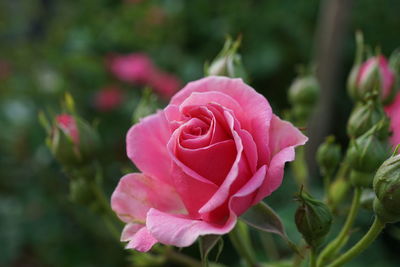 Close-up of pink rose blooming outdoors