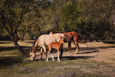 Horse standing in a field