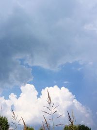 Low angle view of trees against sky