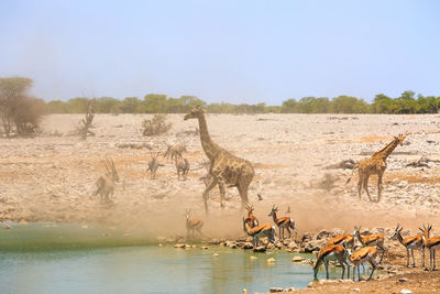 High angle view of african wildlife in water 