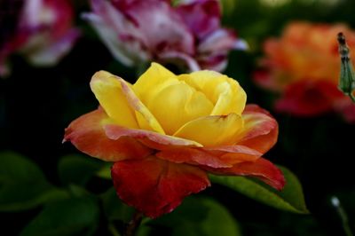 Close-up of fresh yellow flowers blooming outdoors