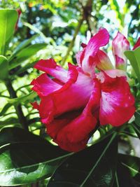 Close-up of flowers blooming outdoors