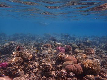 High angle view of coral in sea