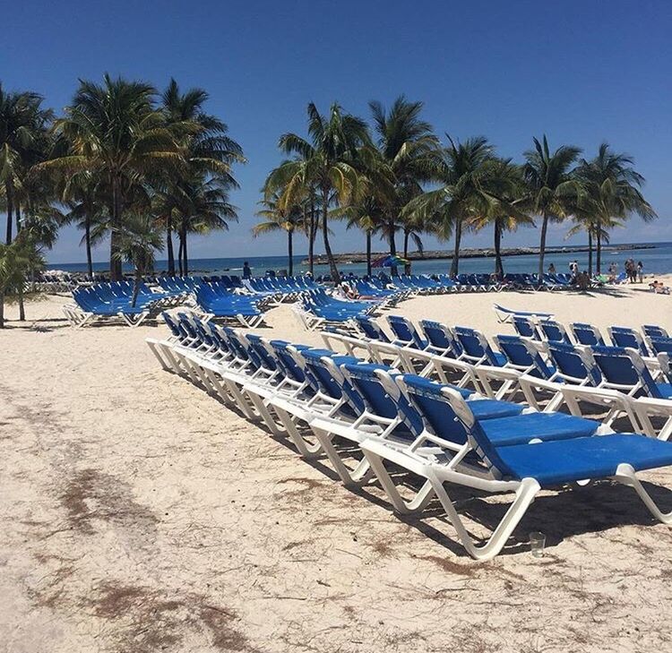 PALM TREES ON BEACH