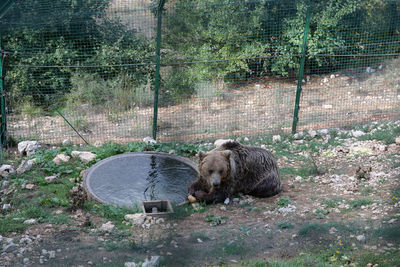 View of an animal on land