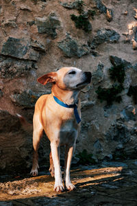 Dog standing on footpath