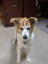 Portrait of dog at home