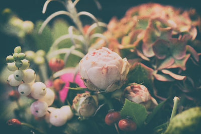 Close-up of flowers blooming outdoors