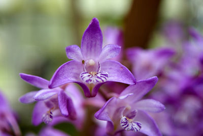 Close-up of purple flowering plant