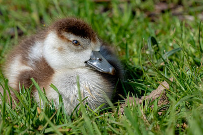 Close-up of a duck on field