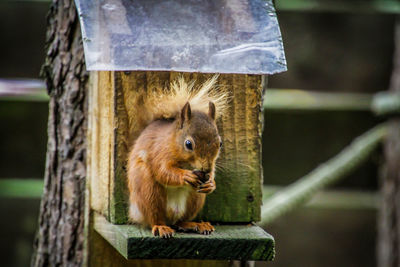 Close-up of squirrel on wood