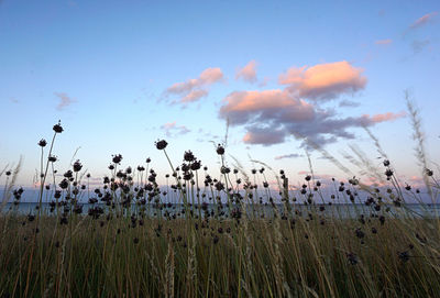 Plants growing on field against sky