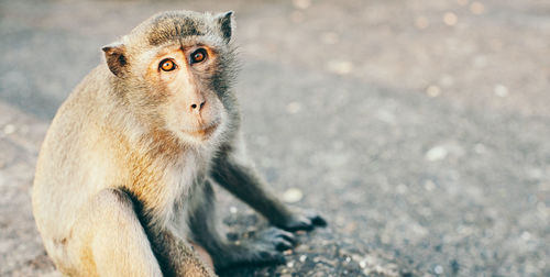 Close-up portrait of monkey sitting on rock
