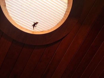 A gecko, a window, a ceiling 