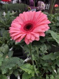 Close-up of pink flower