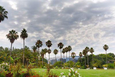 Palm trees against sky