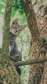 Close-up of lizard on tree