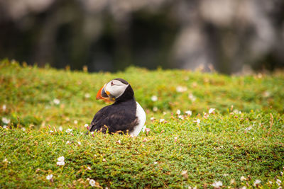 Puffin in