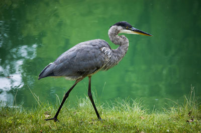 High angle view of gray heron on lake