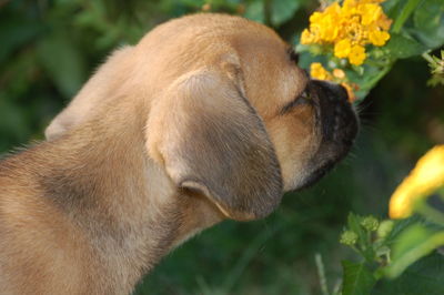 Close-up of puppy smelling flowers