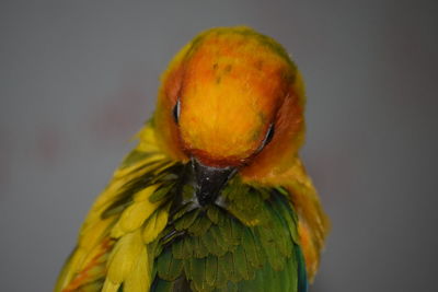 Close-up of parrot