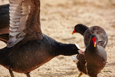 Close-up of birds on field