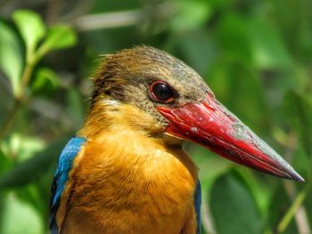 Close-up of a bird