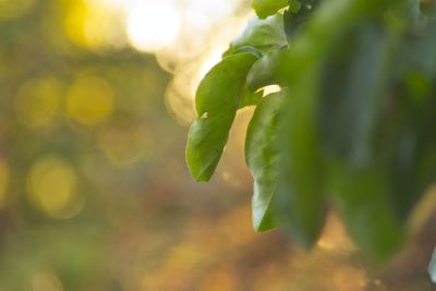 Close-up of fresh green leaves