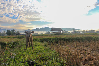View of a horse on field
