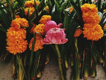 Close-up of pink flowering plants