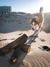 Dog on beach