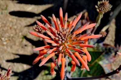 Close-up of succulent plant