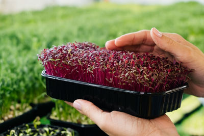 Woman holding box with microgreen, small business farm. close-up of  vegetarian vitamin fresh food.