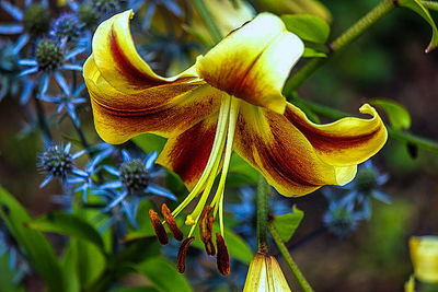 Close-up of yellow flower