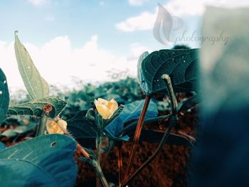 Close-up of flowering plant on field against sky