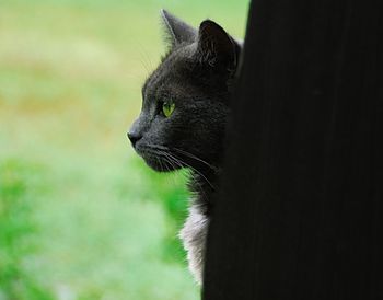 Close-up of a cat looking away