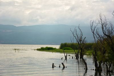 Bare trees in lake against cloudy sky