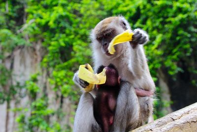 Low angle view of monkey with infant on rock