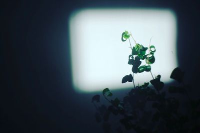 Close-up of insect on plant