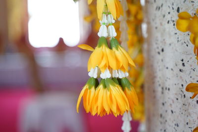 Close-up of yellow flower against blurred background