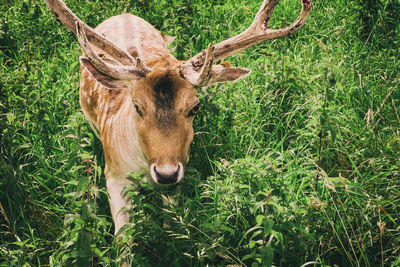 Deer in a field