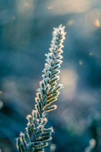 Close-up of frozen plant