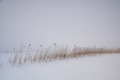 Scenic view of frozen field against clear sky during winter