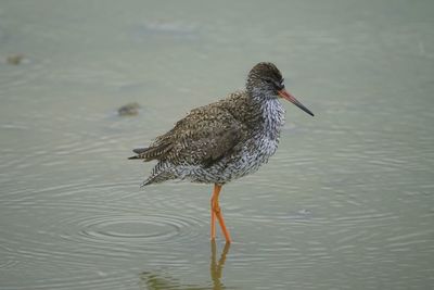 Close-up of bird in lake