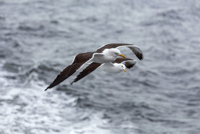 Seagull flying over sea